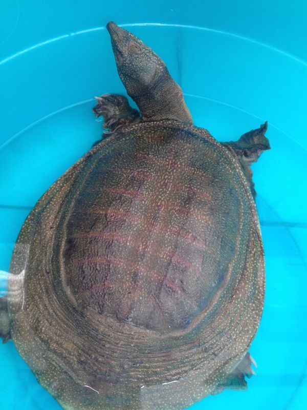 年前朋友在海鲜店买的,送我家之后,我打算放生,东北现在冰天雪地还没