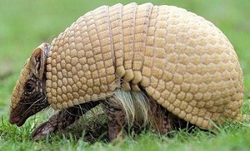 2014巴西世界足球杯吉祥物犰狳的简介.