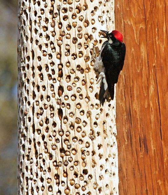 啄木鸟的家往往就是安在树干中,它们可以用嘴建造自己的家,造窝的过程