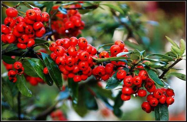 这个季节就有的那种果子树上全部长满刺结的果子红红的小小的那个果子