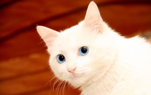 猫咪吃什么容易长胖