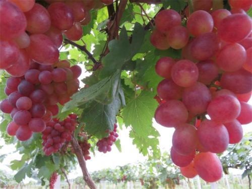 青提子和红提子那个好?