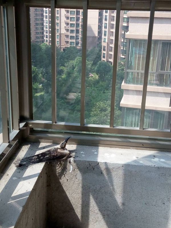 在未装修的房子卧室里窗台边上死了一只鸟,是