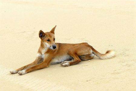 澳洲野狗和中华田园犬图片