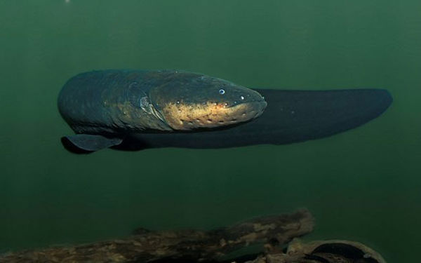 电鳗目    gymnotiformes   鱼类 ,下辖   5科  33属   约  197种