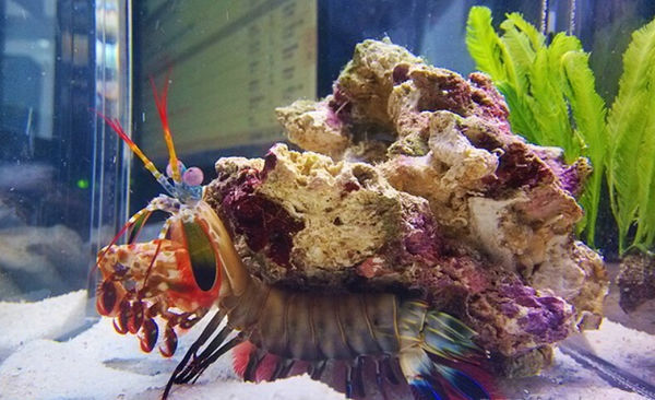 有谁知道五彩螳螂虾怎么养