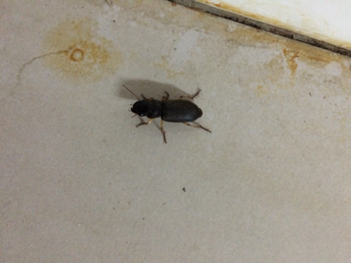 这是哪种盖虫 叫什么名字?