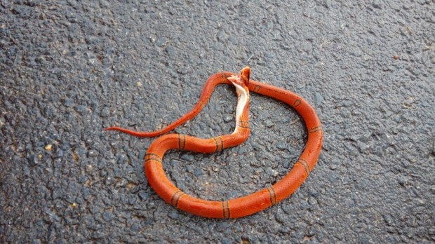 三角形的,黄色身上有黑环的是什么蛇