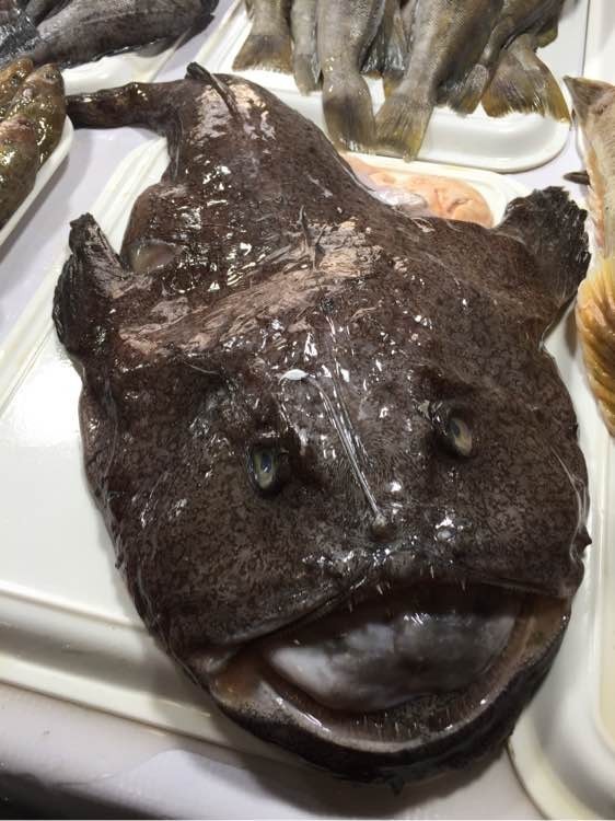 请问这是什么鱼?闽南语叫通天,真正的学名呢?