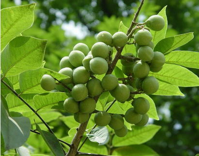 有一种绿的圆的小果子,在树上的,掰开里面的汁跟洗洁精一样可以洗手