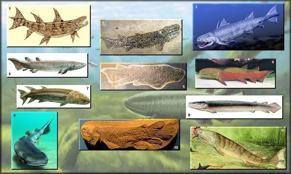 生活在距今4亿年前的泥盆纪,认为是鱼类向爬行类进化的过度物种.