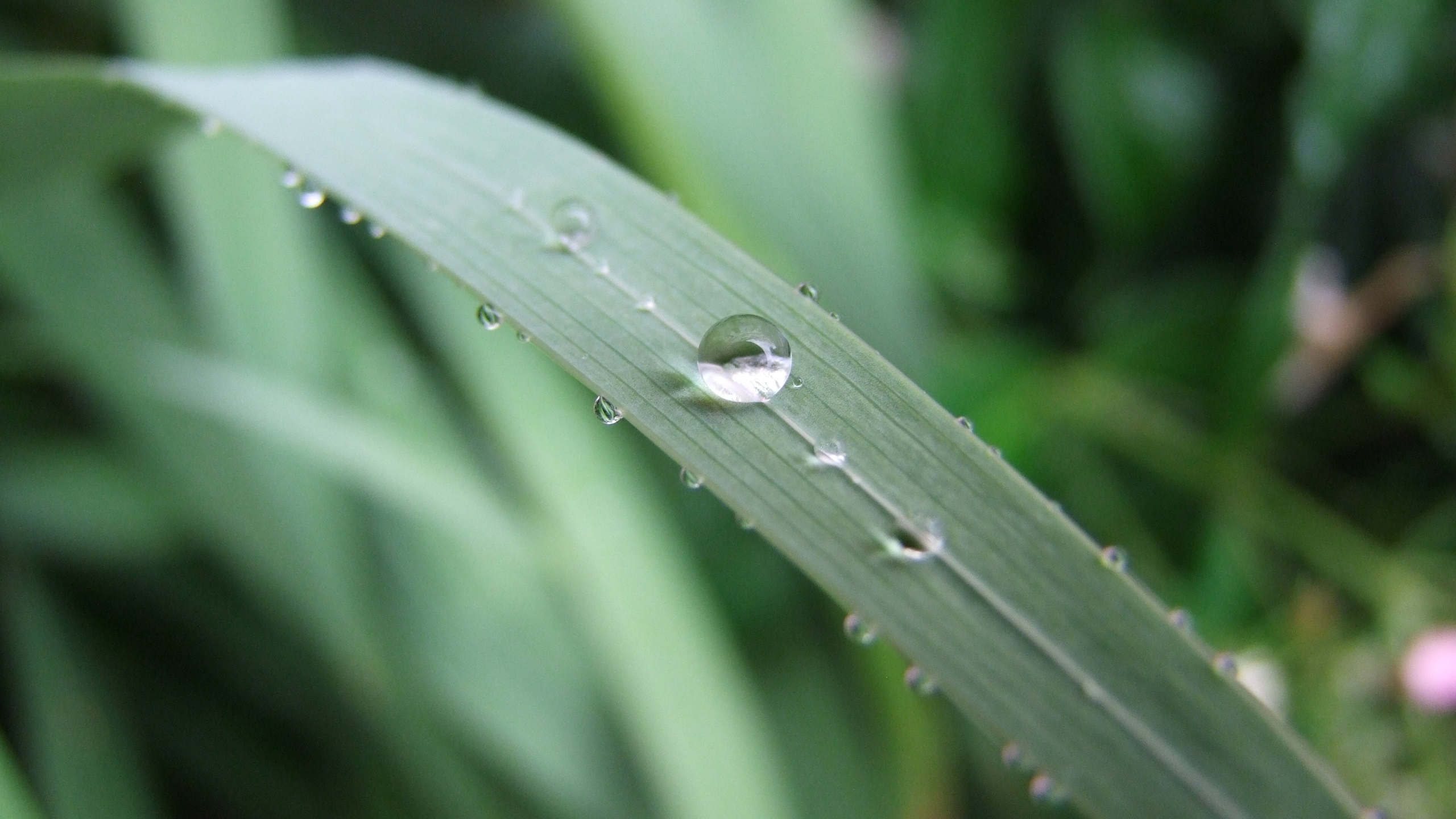 绿色小草上的水珠图片[图10]