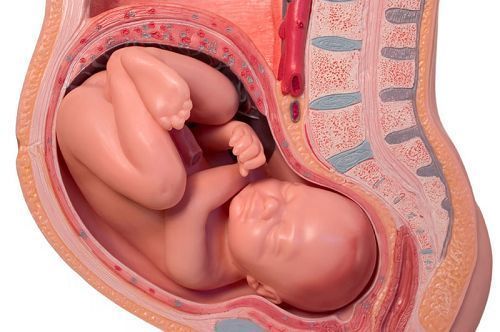 胎儿在子宫内的示意图图片
