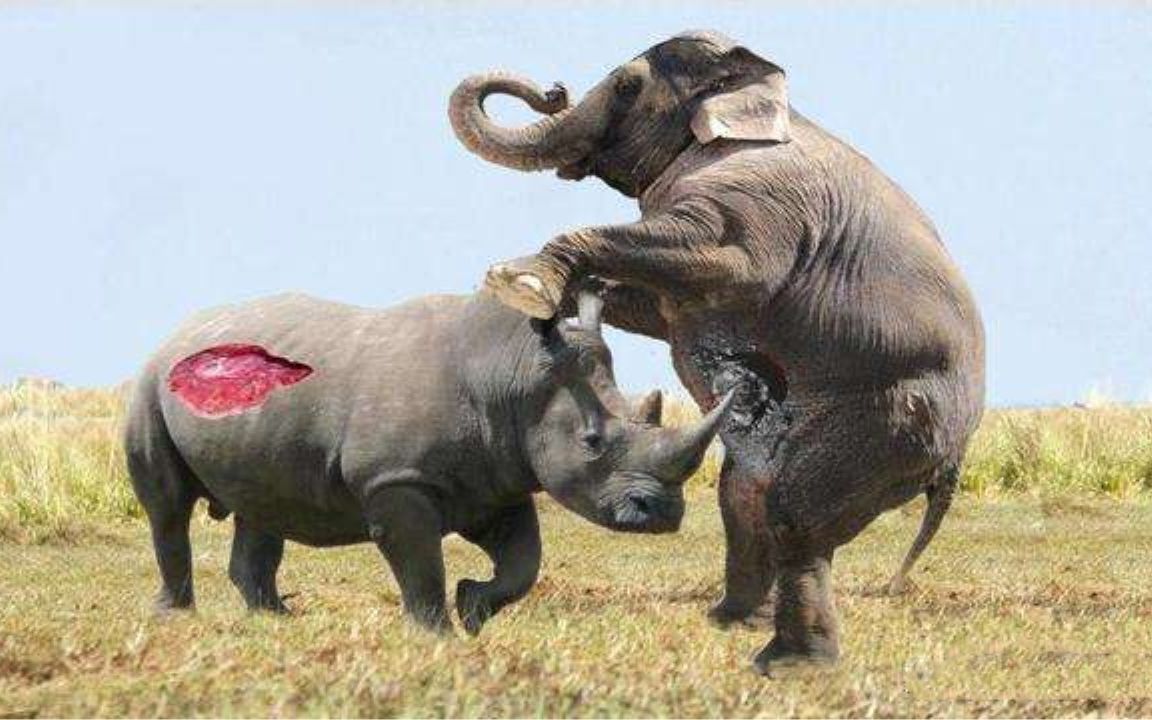 犀牛和大象打架,到底谁更胜一筹?大象:我倒要看看谁的更长!