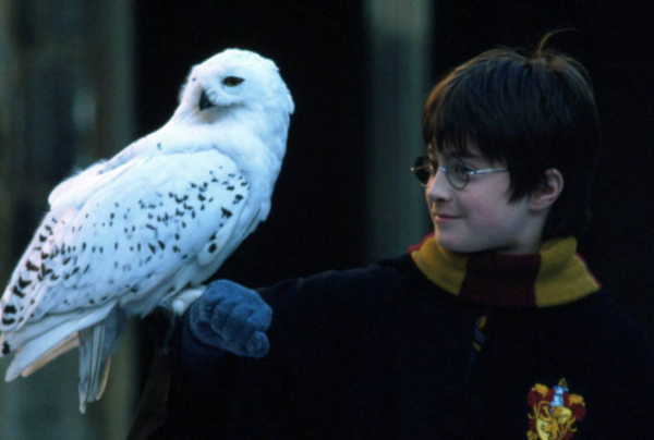 哈利,罗恩,赫敏的宠物分别是什么?叫什么名字?