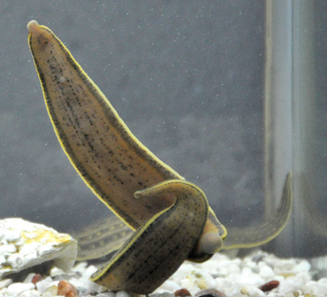 当它吸附于皮肤时,切不可强行拉扯,否则蚂蝗吸盘将断入皮内,有时可