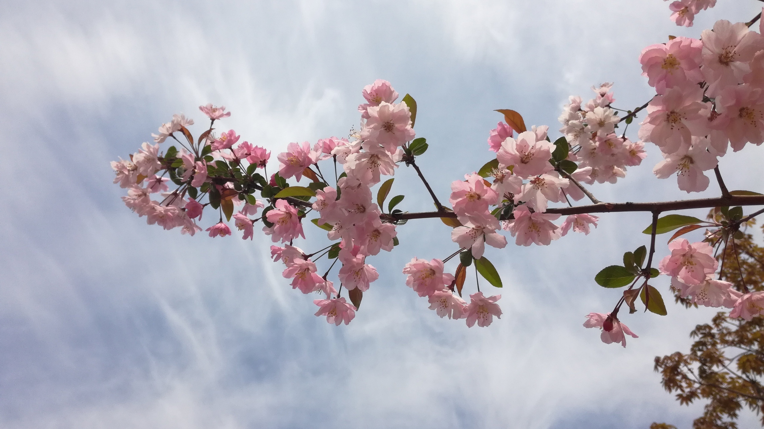 高清粉色桃花图片[图3]