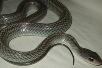 纯黑色的蛇属于什么蛇?有毒吗?