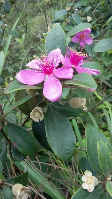 名:rhodomyrtus tomentosa),别名哆尼,岗菍,山菍,多莲,当梨根,稔子树