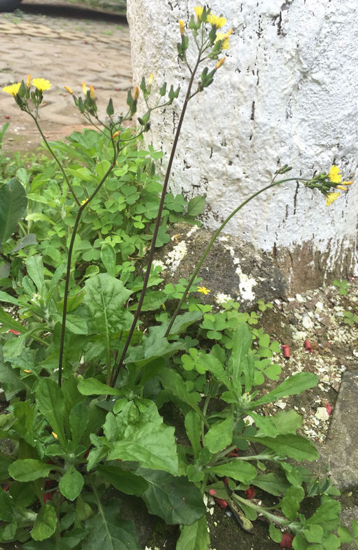 开黄花的是什么野菜?