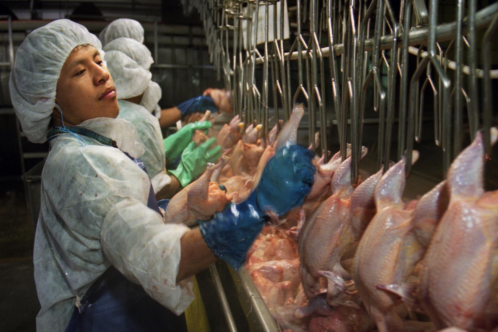 视频:自动杀鸡流水线实拍,你最爱吃的鸡肉就是这样加工的