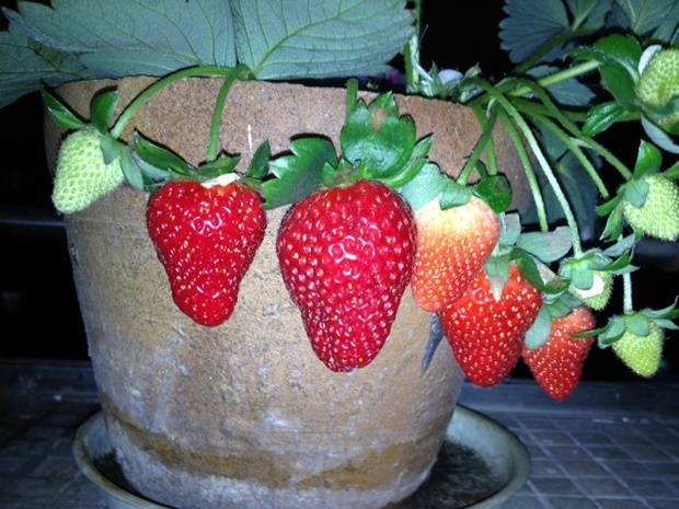 如果必须在家种草莓又是小盆栽该怎样处理