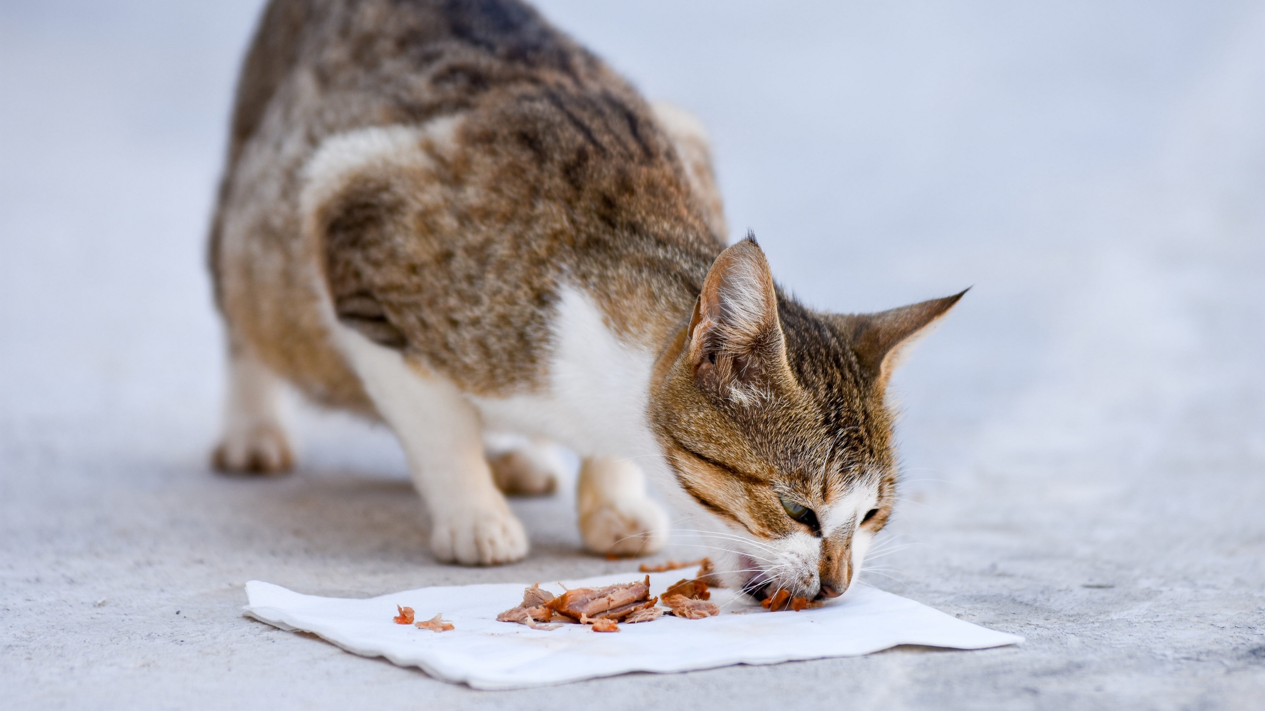 小猫吃东西的图片[图7]