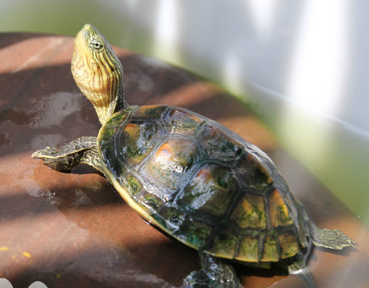 您好,是中华花龟,请您进行对比
