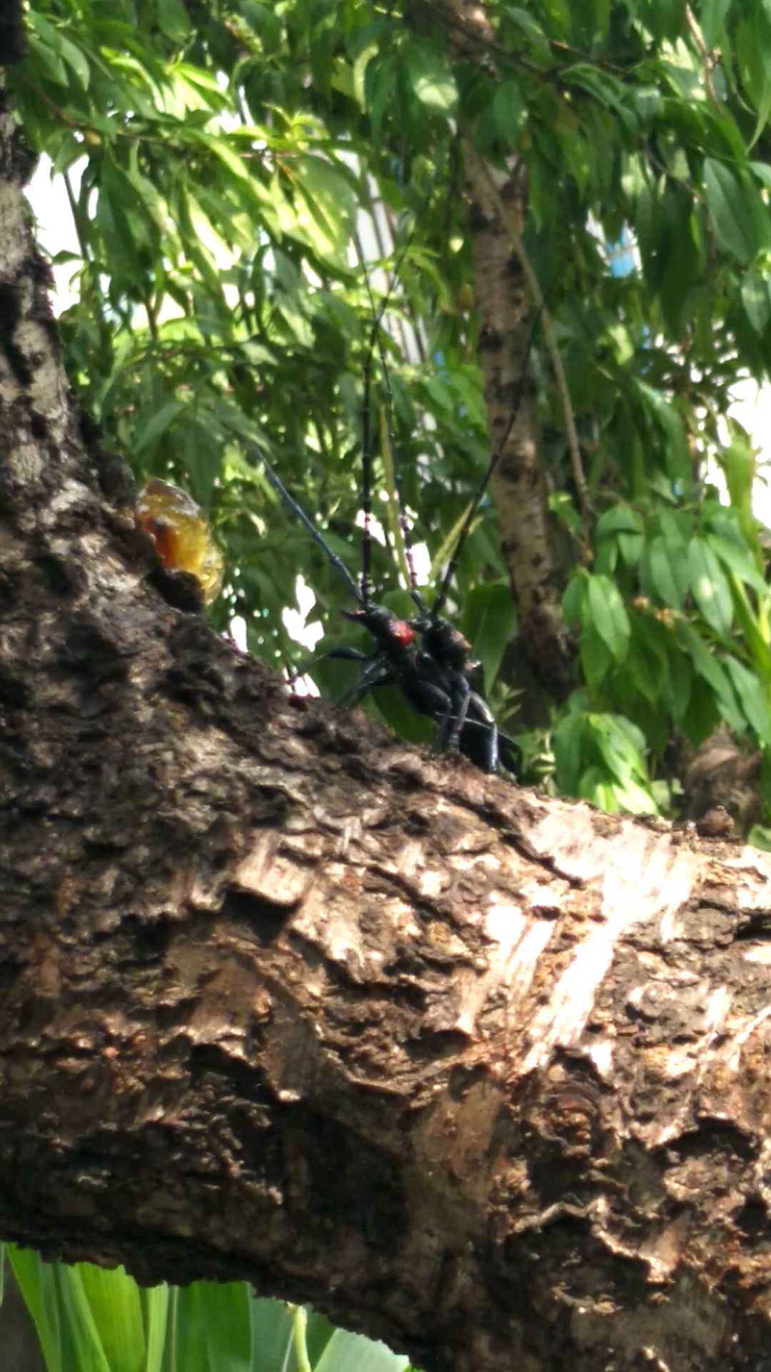 钻木虫交配视频 刚刚拍到超稀有>