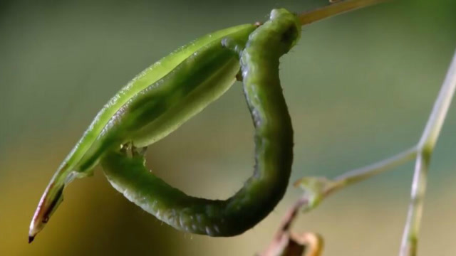豆荚突然炸开,把正在享用美食的小青虫直接吓呆了,下一秒憋住别笑