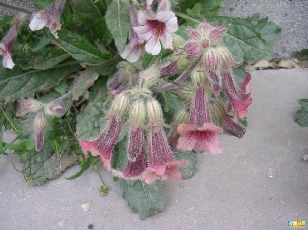 请问这是一种什么草,我们农村有人说它养胃,我们这里是四川.