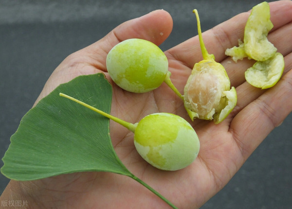捡食的银杏果,真是可以直接吃吗?