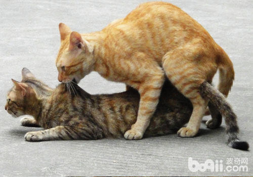 猫咪交配