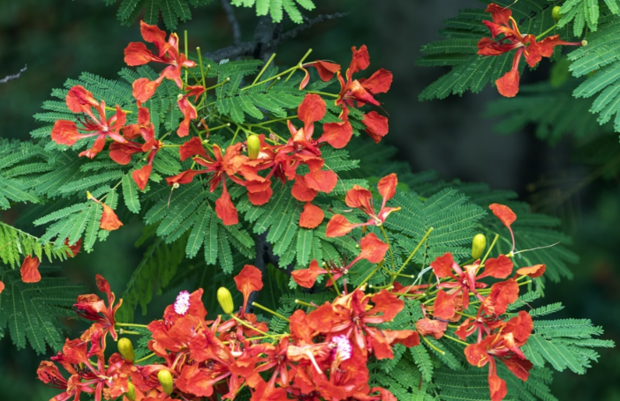 凤凰木耐寒多少度?