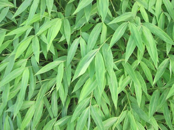 竹叶是什么样子的?