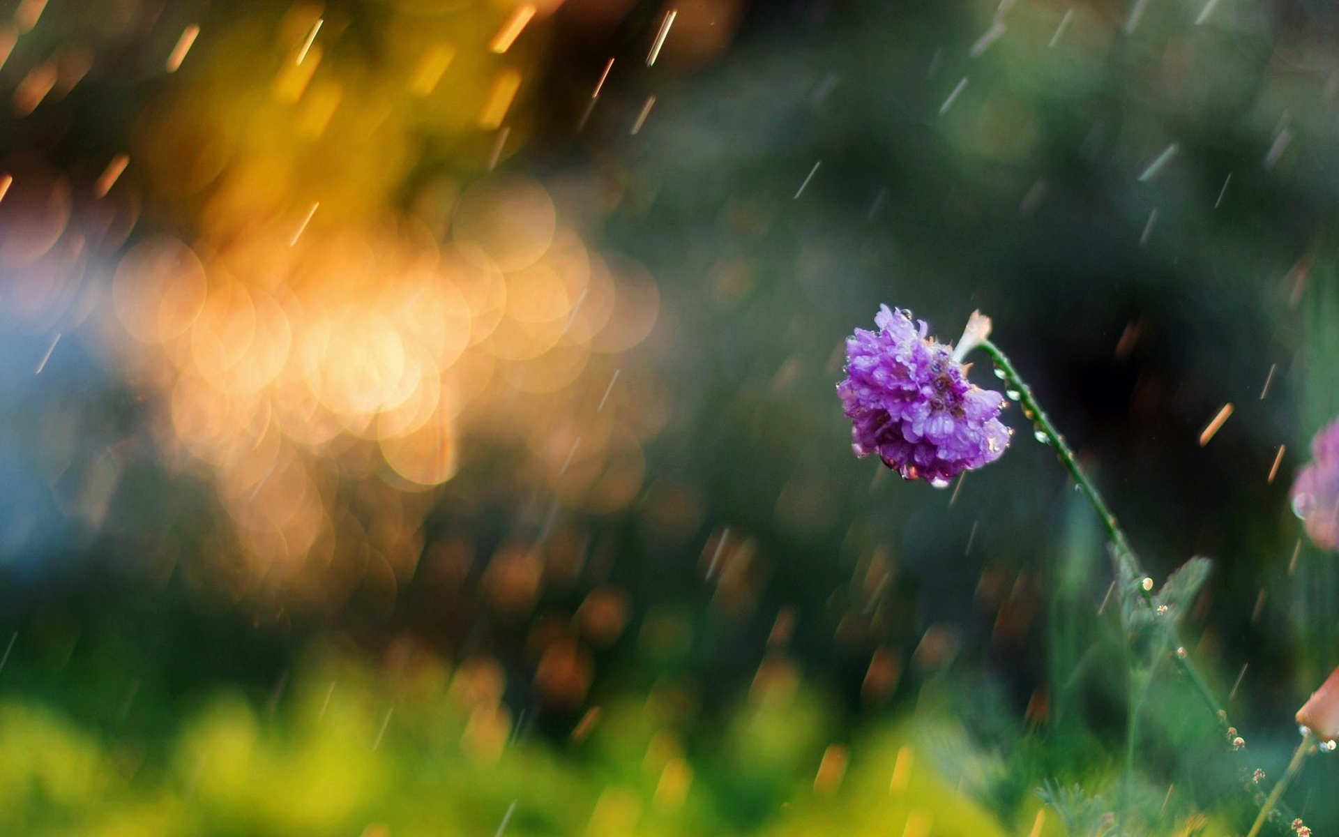 夏日雨后风景高清桌面壁纸[图5]