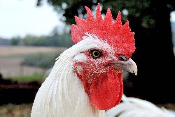 公鸡在我国是用来吃的,为什么在法国被称为国鸟?