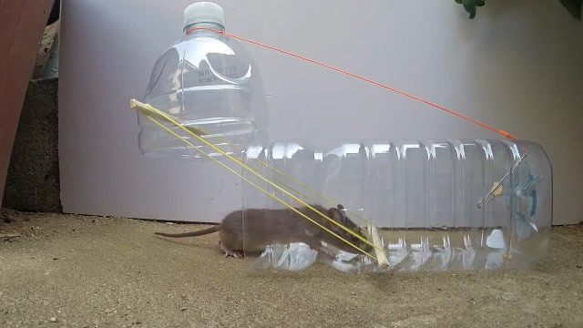 捉老鼠神器制作方法图片