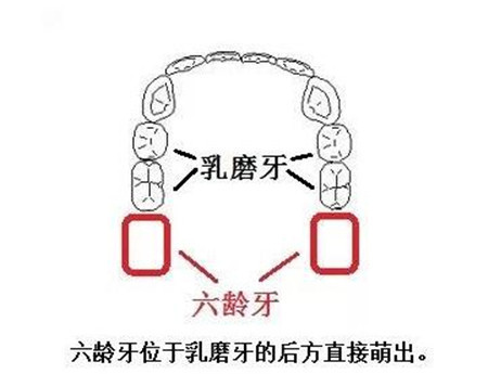 六龄牙在哪里图片