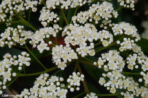 石楠花催情是真的吗 石楠花为什么叫最污花