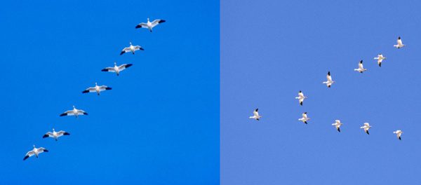 大雁南飞时为什么要排成一字形和人字形