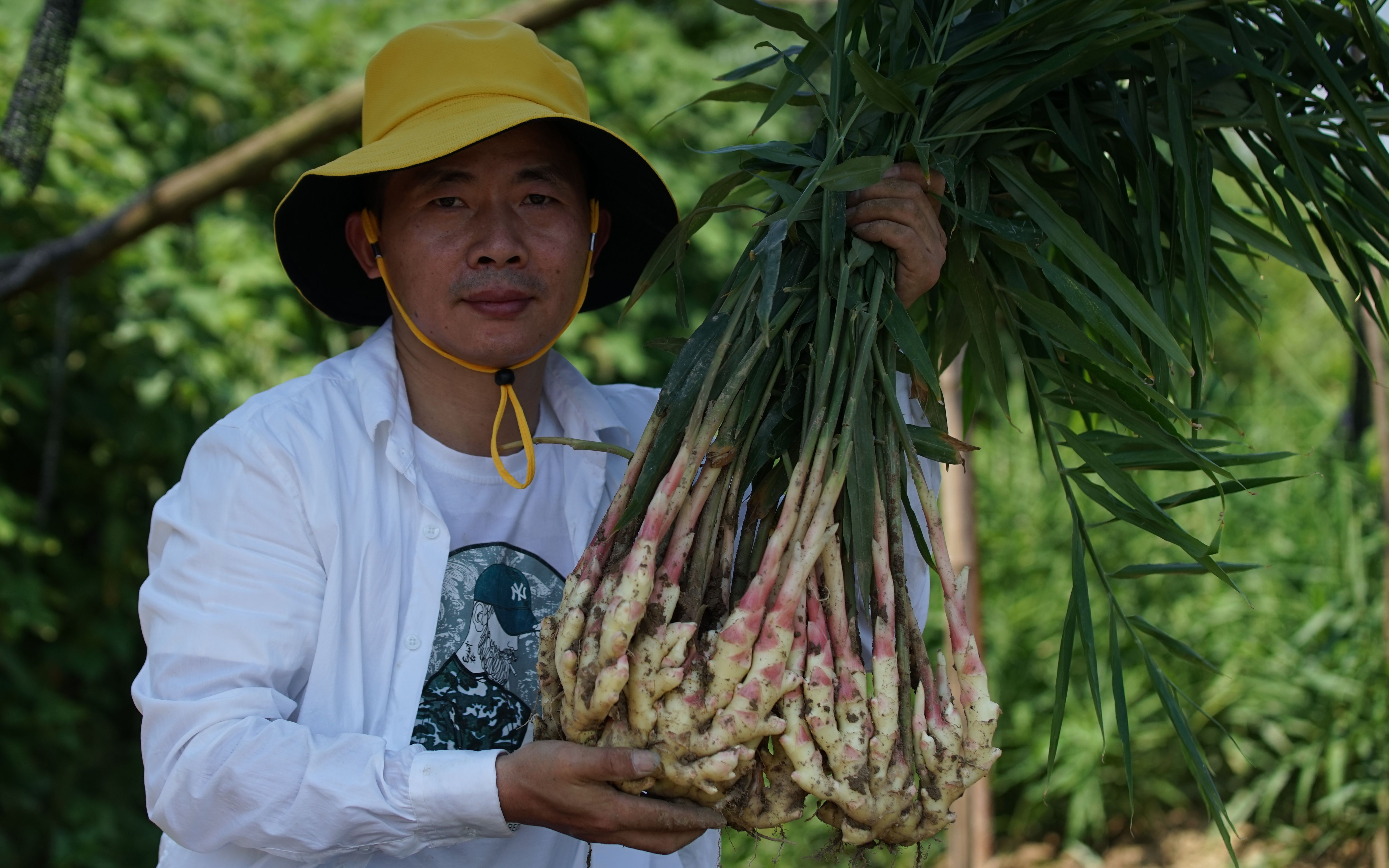 [图]兰香缘20年的铜陵白姜上市啦