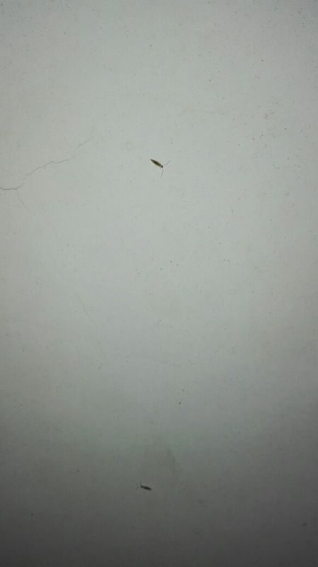 家里出现很多微小虫子,也有些大一点的乳白色