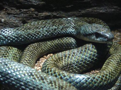 小区惊现1米多长花蛇,专家称冬眠被吵醒了,蛇的生活习性是什么?