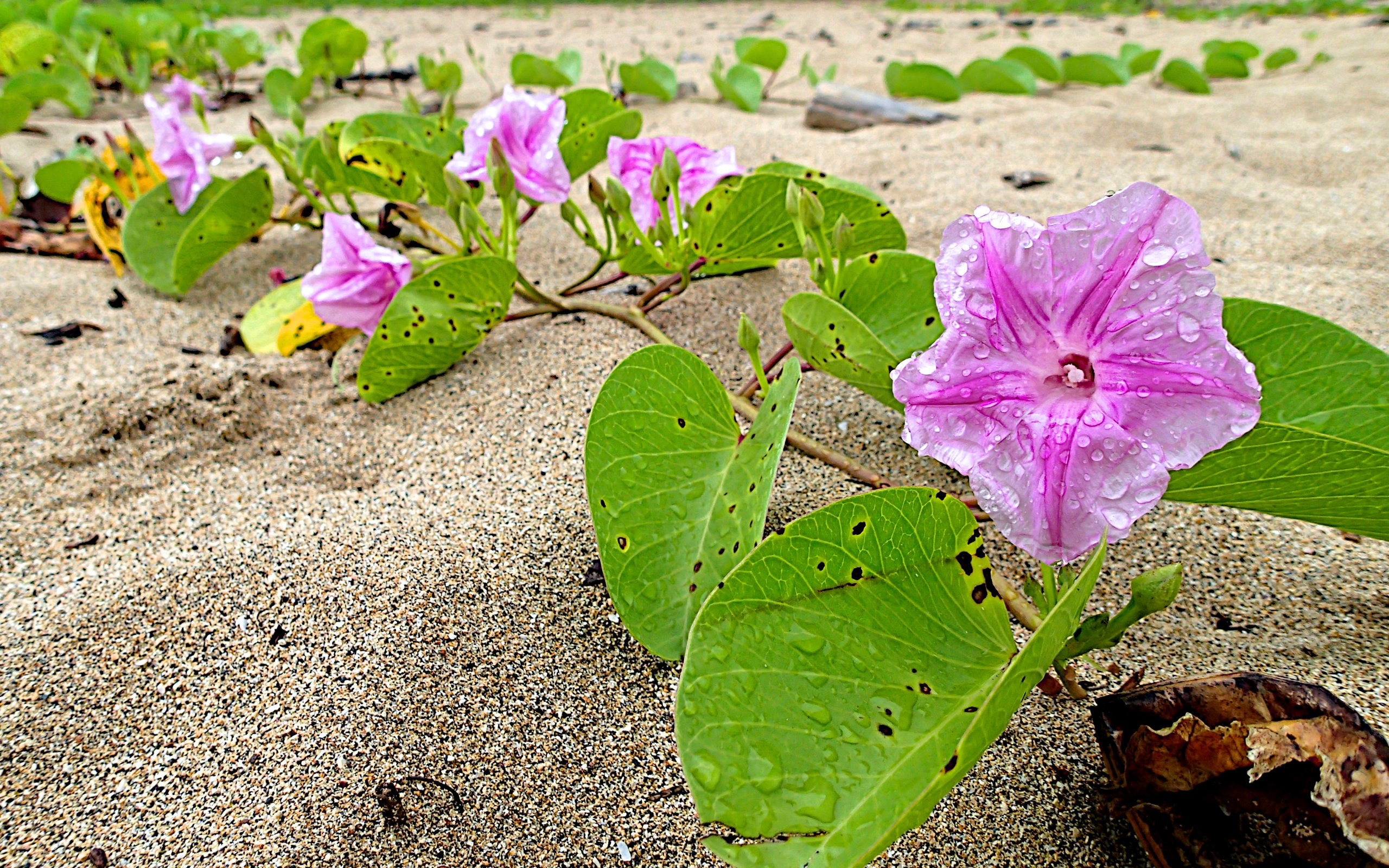 美丽的牵牛花图片大全[图1]