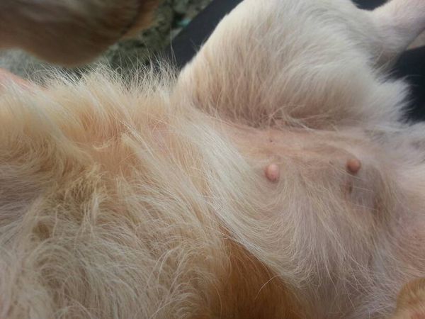 狗狗的肚子大么?是不是怀孕了