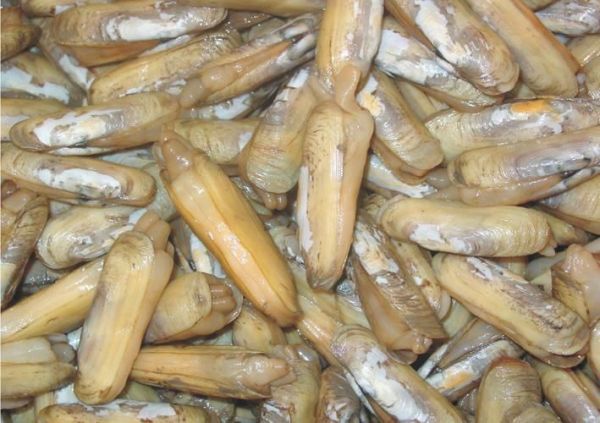 牡蛎:牡蛎别名又叫生蚝,是所有食物中含锌最丰富的(每100g牡蛎,不包括