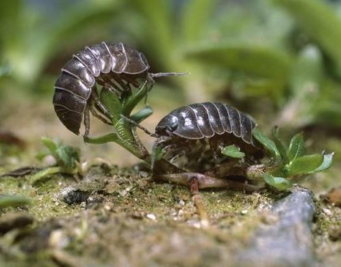 老师要求学生寻找米汤虫的目的是什么?