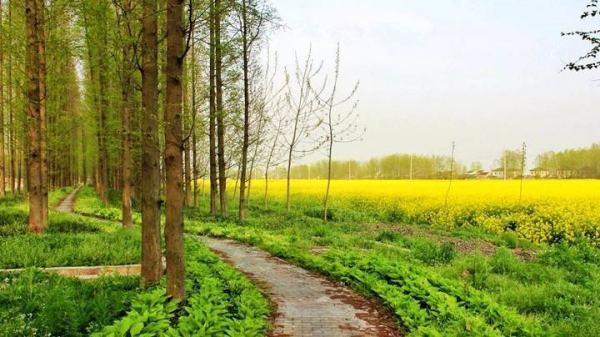 水杉树一年四季的景色?