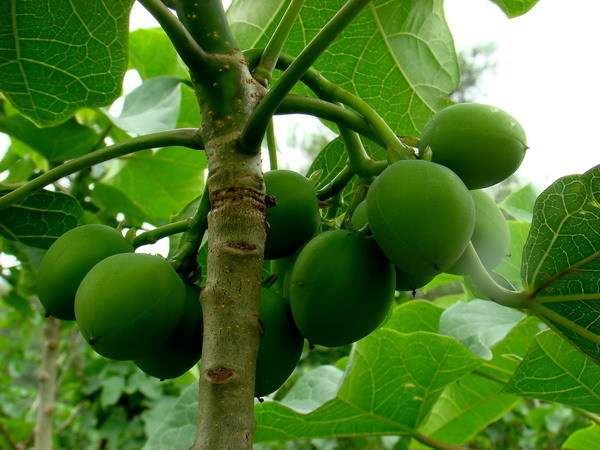 紫油树又称什么树,及图片